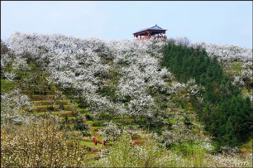 【春天，广西桂林灌阳县向您发出邀请！】我们在灌阳看梨花 - 游山玩水 - 朝阳生活社区 - 朝阳28生活网 cy.28life.net