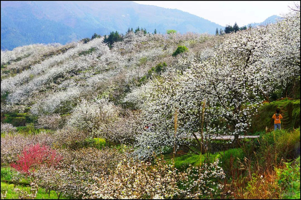 【春天，广西桂林灌阳县向您发出邀请！】我们在灌阳看梨花 - 游山玩水 - 朝阳生活社区 - 朝阳28生活网 cy.28life.net