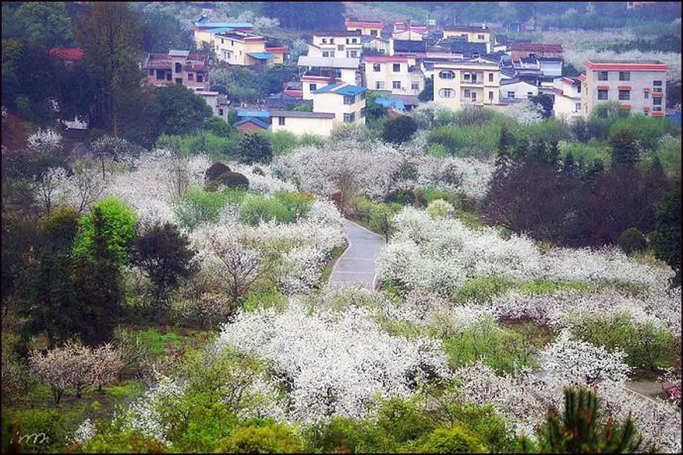 【春天，广西桂林灌阳县向您发出邀请！】我们在灌阳看梨花 - 游山玩水 - 朝阳生活社区 - 朝阳28生活网 cy.28life.net