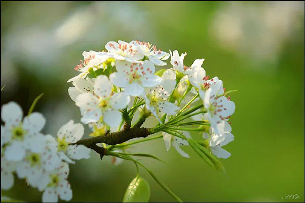【春天，广西桂林灌阳县向您发出邀请！】我们在灌阳看梨花 - 游山玩水 - 朝阳生活社区 - 朝阳28生活网 cy.28life.net