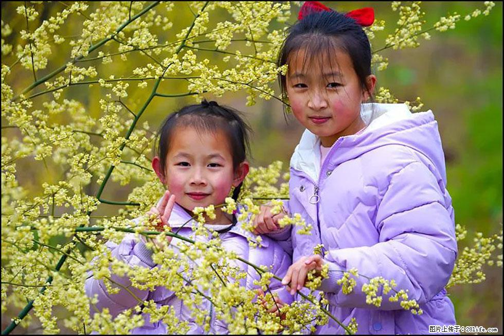 【春天，广西桂林灌阳县向您发出邀请！】米珠山前有片山苍子花在飘香 - 游山玩水 - 朝阳生活社区 - 朝阳28生活网 cy.28life.net
