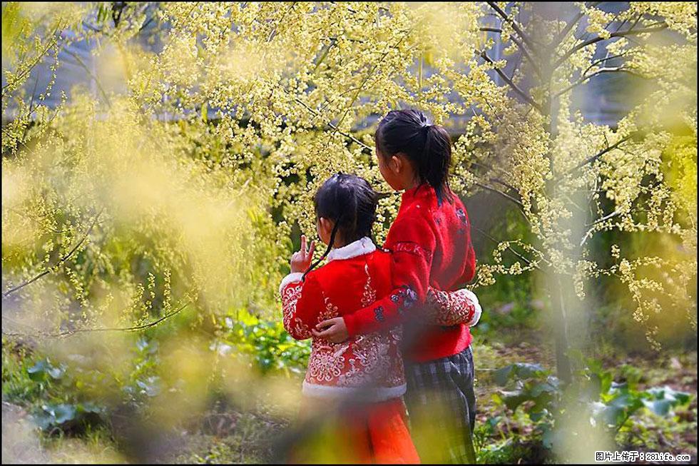 【春天，广西桂林灌阳县向您发出邀请！】米珠山前有片山苍子花在飘香 - 游山玩水 - 朝阳生活社区 - 朝阳28生活网 cy.28life.net