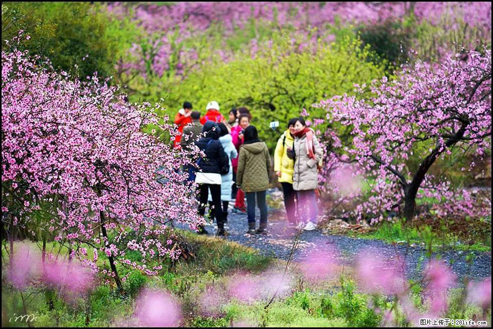 【春天，广西桂林灌阳县向您发出邀请！】官庄村有个醉美的桃花园 - 游山玩水 - 朝阳生活社区 - 朝阳28生活网 cy.28life.net