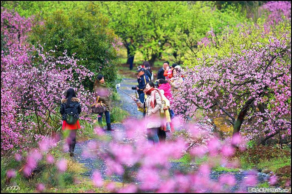 【春天，广西桂林灌阳县向您发出邀请！】官庄村有个醉美的桃花园 - 游山玩水 - 朝阳生活社区 - 朝阳28生活网 cy.28life.net