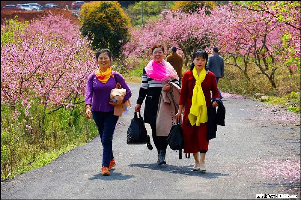 【春天，广西桂林灌阳县向您发出邀请！】官庄村有个醉美的桃花园 - 游山玩水 - 朝阳生活社区 - 朝阳28生活网 cy.28life.net