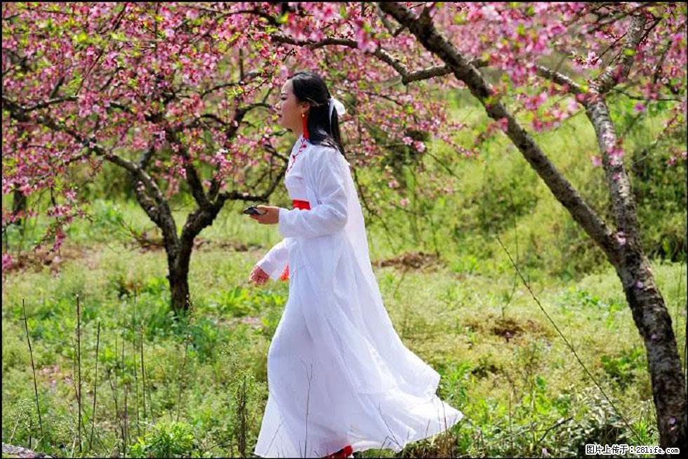 【春天，广西桂林灌阳县向您发出邀请！】官庄村有个醉美的桃花园 - 游山玩水 - 朝阳生活社区 - 朝阳28生活网 cy.28life.net