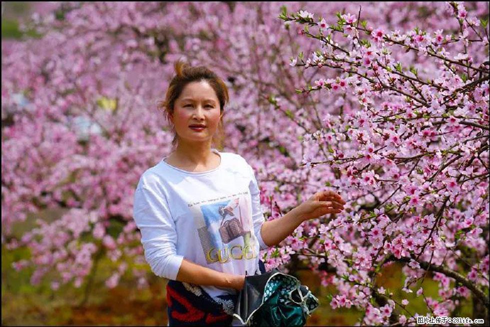 【春天，广西桂林灌阳县向您发出邀请！】官庄村有个醉美的桃花园 - 游山玩水 - 朝阳生活社区 - 朝阳28生活网 cy.28life.net