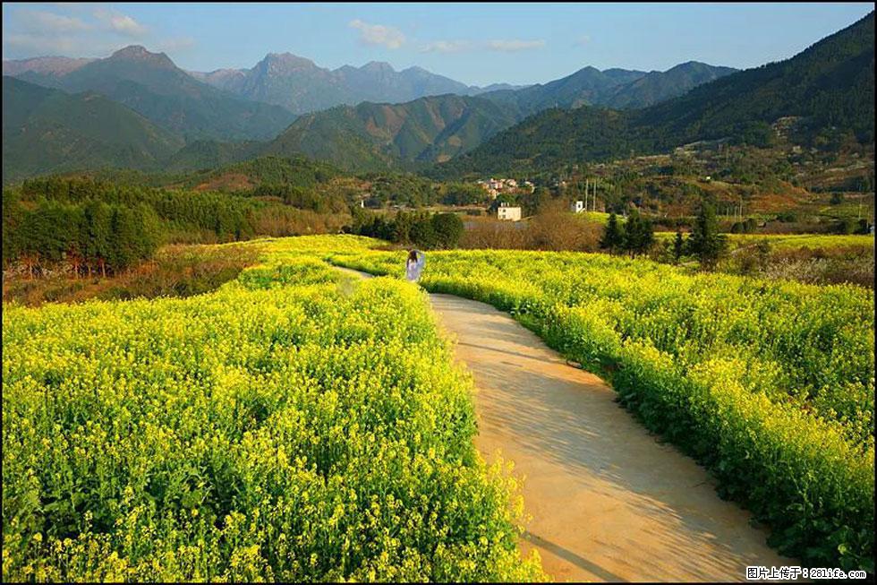 【春天,广西桂林灌阳县向您发出邀请!】长坪村油菜盛情花开 - 游山玩水 - 朝阳生活社区 - 朝阳28生活网 cy.28life.net