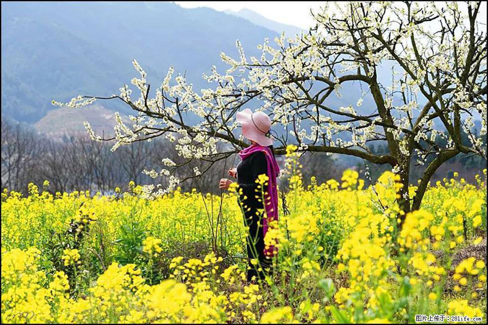 【春天,广西桂林灌阳县向您发出邀请!】长坪村油菜盛情花开 - 游山玩水 - 朝阳生活社区 - 朝阳28生活网 cy.28life.net