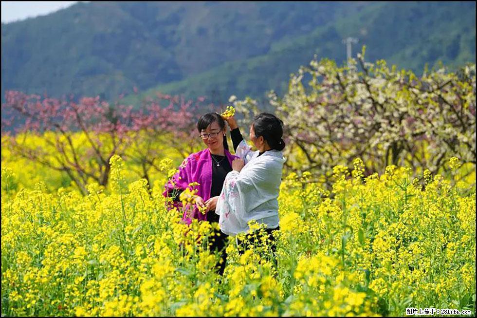 【春天,广西桂林灌阳县向您发出邀请!】长坪村油菜盛情花开 - 游山玩水 - 朝阳生活社区 - 朝阳28生活网 cy.28life.net