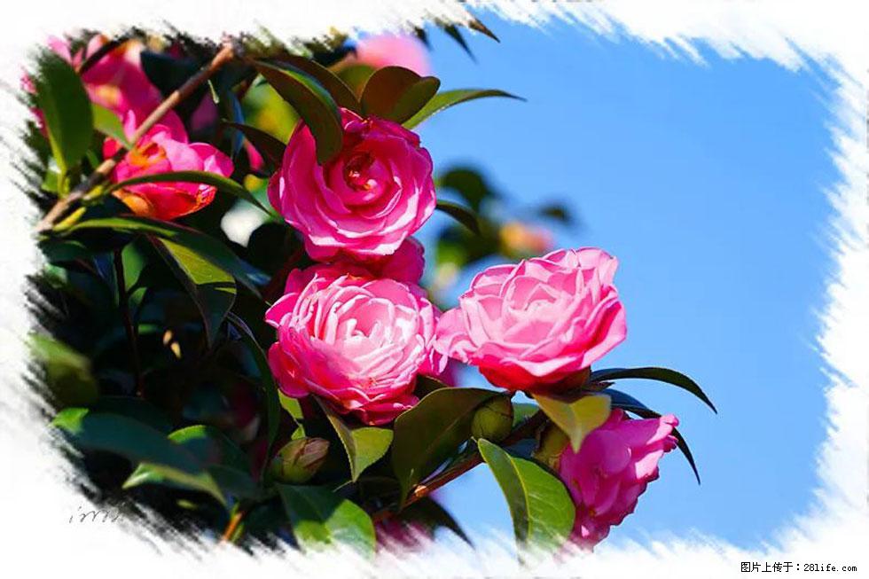【春天，广西桂林灌阳县向您发出邀请！】杨柳井茶花惹人爱 - 游山玩水 - 朝阳生活社区 - 朝阳28生活网 cy.28life.net