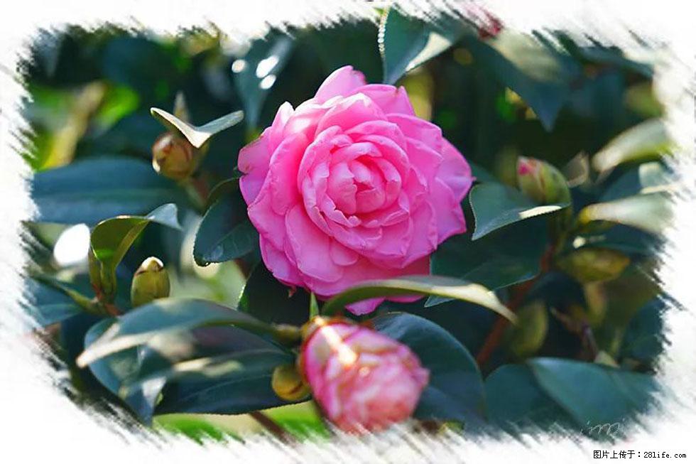 【春天，广西桂林灌阳县向您发出邀请！】杨柳井茶花惹人爱 - 游山玩水 - 朝阳生活社区 - 朝阳28生活网 cy.28life.net