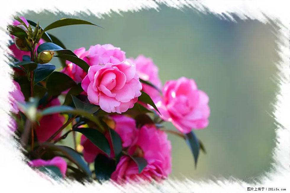 【春天，广西桂林灌阳县向您发出邀请！】杨柳井茶花惹人爱 - 游山玩水 - 朝阳生活社区 - 朝阳28生活网 cy.28life.net