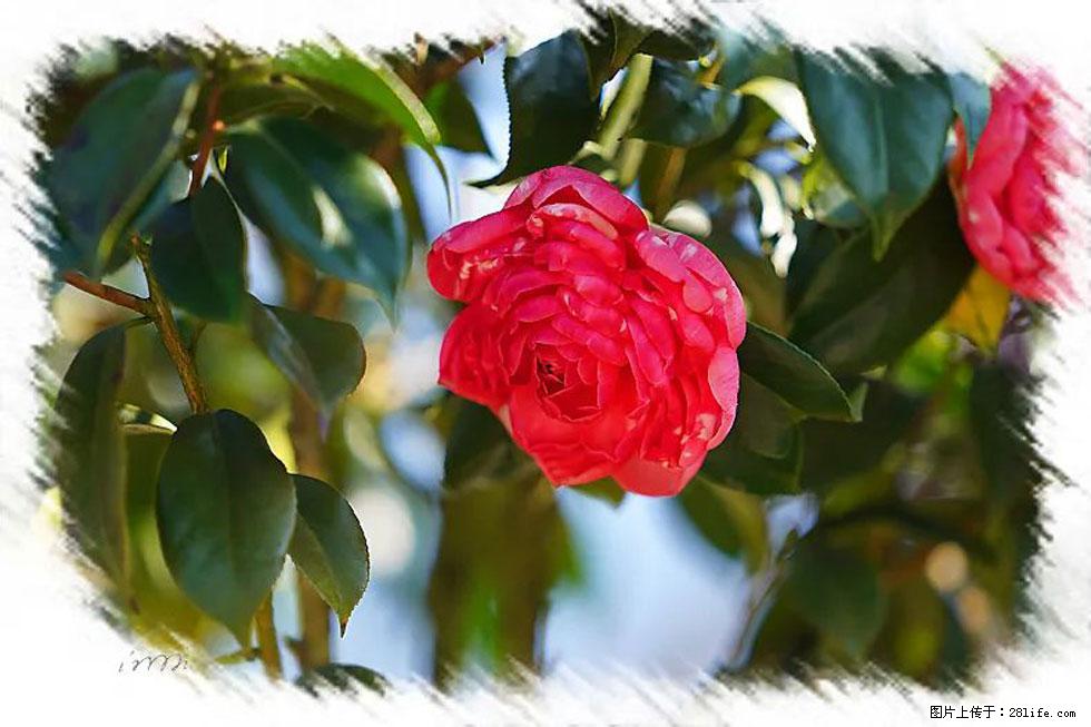 【春天，广西桂林灌阳县向您发出邀请！】杨柳井茶花惹人爱 - 游山玩水 - 朝阳生活社区 - 朝阳28生活网 cy.28life.net