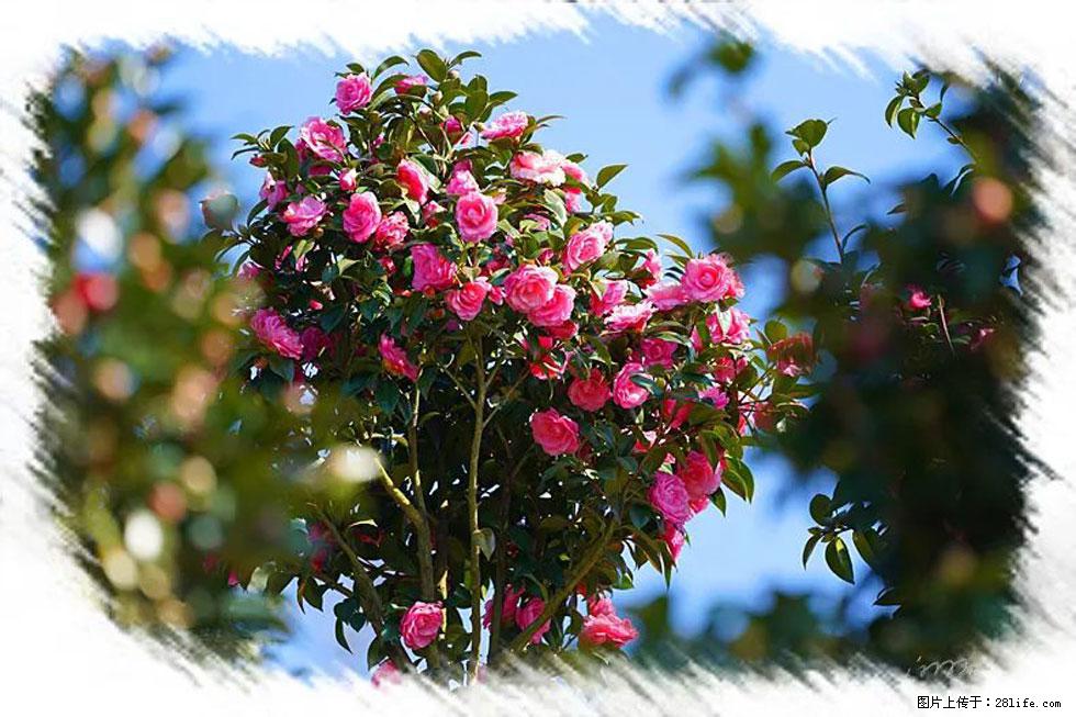 【春天，广西桂林灌阳县向您发出邀请！】杨柳井茶花惹人爱 - 游山玩水 - 朝阳生活社区 - 朝阳28生活网 cy.28life.net