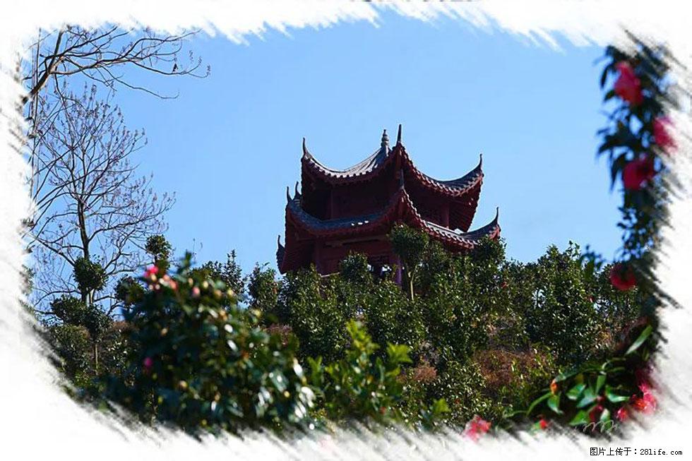 【春天，广西桂林灌阳县向您发出邀请！】杨柳井茶花惹人爱 - 游山玩水 - 朝阳生活社区 - 朝阳28生活网 cy.28life.net