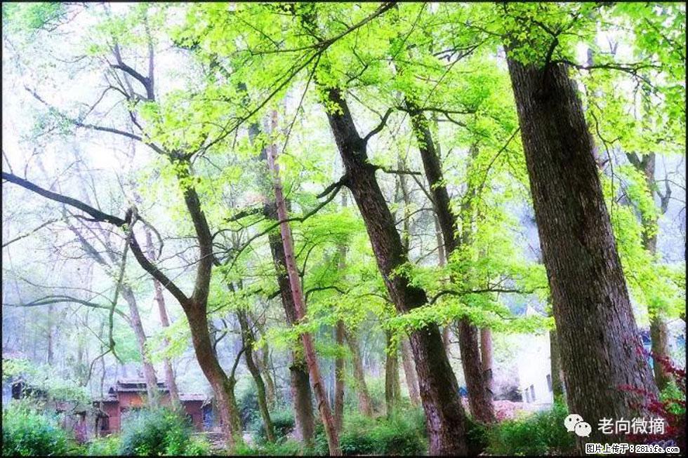 【春天，广西桂林灌阳县向您发出邀请！】在小龙村与春天约会 - 游山玩水 - 朝阳生活社区 - 朝阳28生活网 cy.28life.net