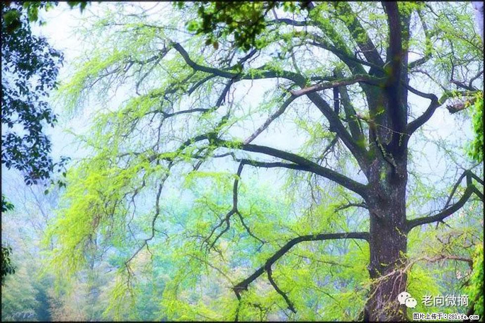 【春天，广西桂林灌阳县向您发出邀请！】在小龙村与春天约会 - 游山玩水 - 朝阳生活社区 - 朝阳28生活网 cy.28life.net
