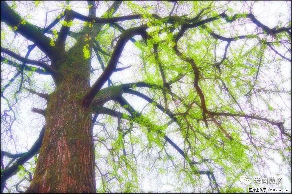 【春天，广西桂林灌阳县向您发出邀请！】在小龙村与春天约会 - 游山玩水 - 朝阳生活社区 - 朝阳28生活网 cy.28life.net