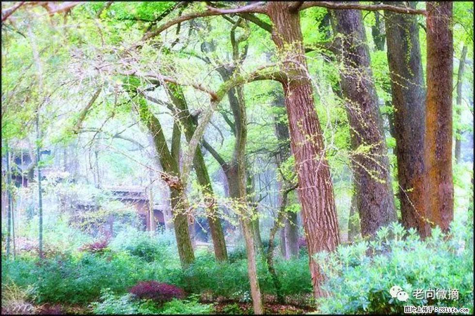 【春天，广西桂林灌阳县向您发出邀请！】在小龙村与春天约会 - 游山玩水 - 朝阳生活社区 - 朝阳28生活网 cy.28life.net