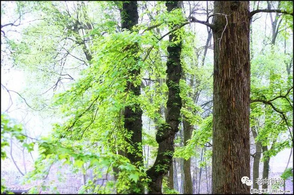 【春天，广西桂林灌阳县向您发出邀请！】在小龙村与春天约会 - 游山玩水 - 朝阳生活社区 - 朝阳28生活网 cy.28life.net
