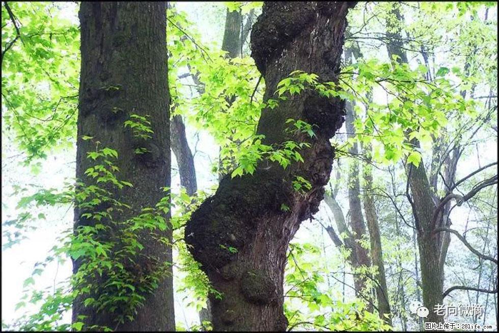 【春天，广西桂林灌阳县向您发出邀请！】在小龙村与春天约会 - 游山玩水 - 朝阳生活社区 - 朝阳28生活网 cy.28life.net
