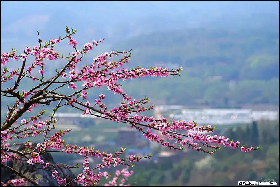 【春天，广西桂林灌阳县向您发出邀请！】望月岭上桃花开 - 游山玩水 - 朝阳生活社区 - 朝阳28生活网 cy.28life.net