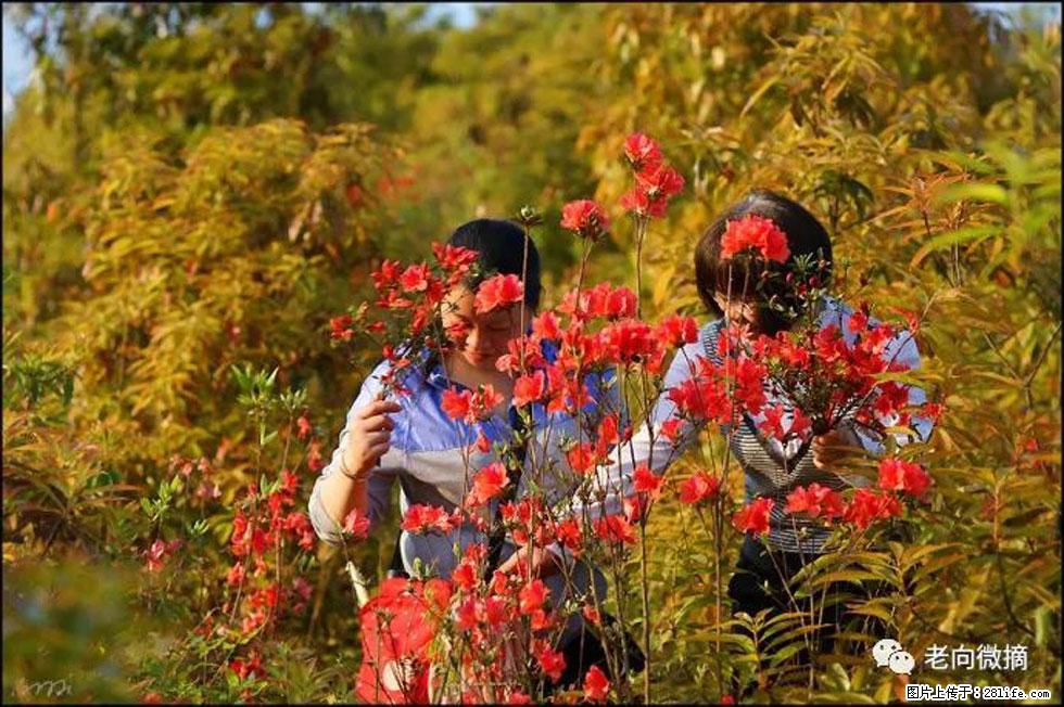 【春天，广西桂林灌阳县向您发出邀请！】登麒麟山，相约映山红 - 游山玩水 - 朝阳生活社区 - 朝阳28生活网 cy.28life.net
