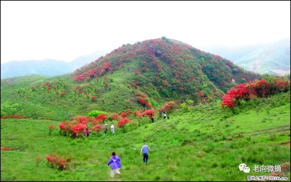 【春天,广西桂林灌阳县向您发出邀请!】宝盖山上映山红 - 游山玩水 - 朝阳生活社区 - 朝阳28生活网 cy.28life.net