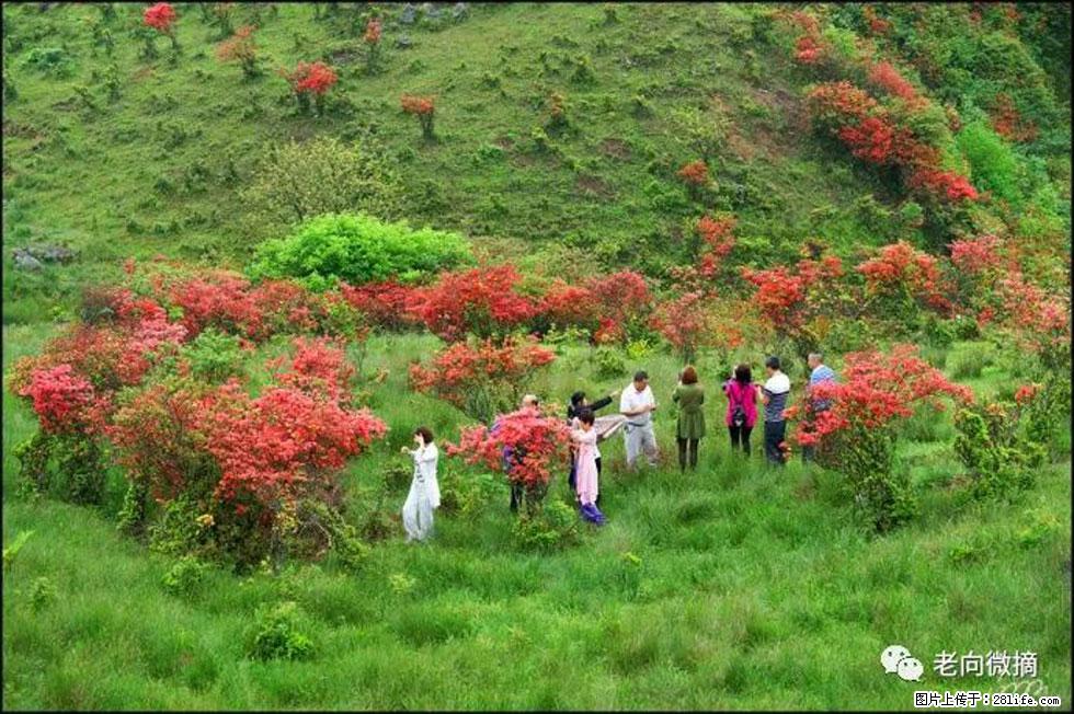 【春天,广西桂林灌阳县向您发出邀请!】宝盖山上映山红 - 游山玩水 - 朝阳生活社区 - 朝阳28生活网 cy.28life.net