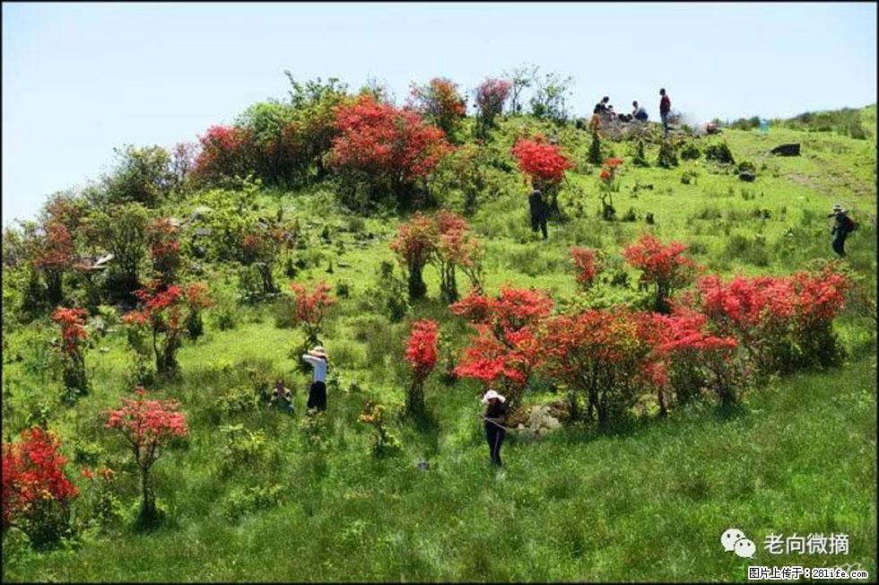 【春天,广西桂林灌阳县向您发出邀请!】宝盖山上映山红 - 游山玩水 - 朝阳生活社区 - 朝阳28生活网 cy.28life.net