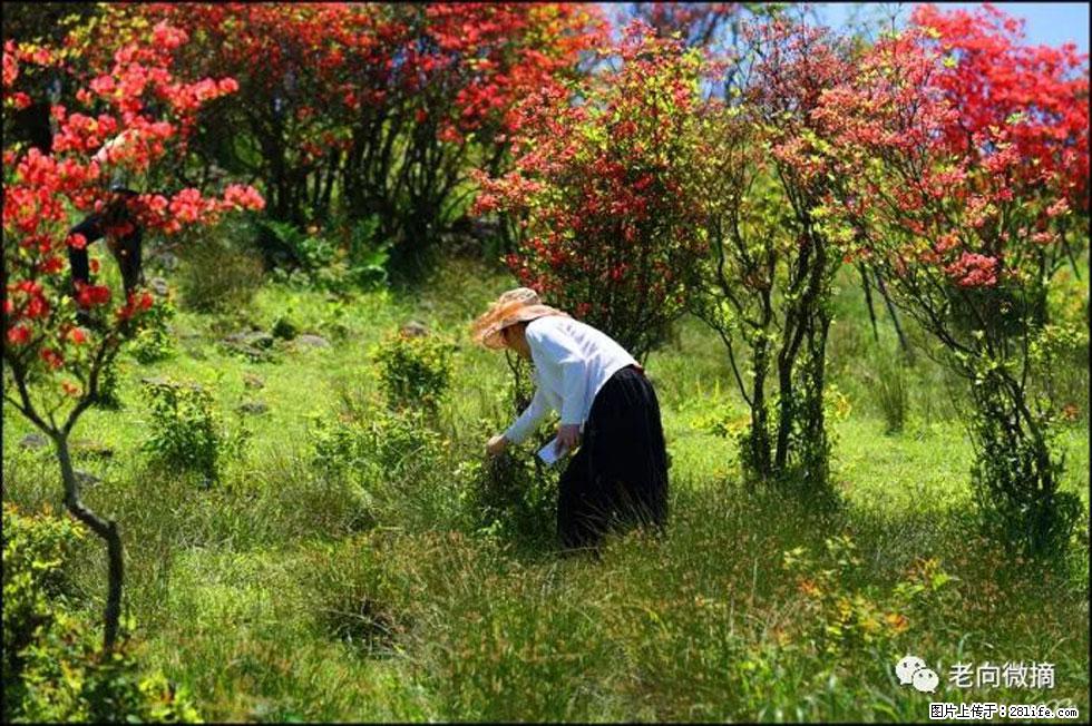 【春天,广西桂林灌阳县向您发出邀请!】宝盖山上映山红 - 游山玩水 - 朝阳生活社区 - 朝阳28生活网 cy.28life.net