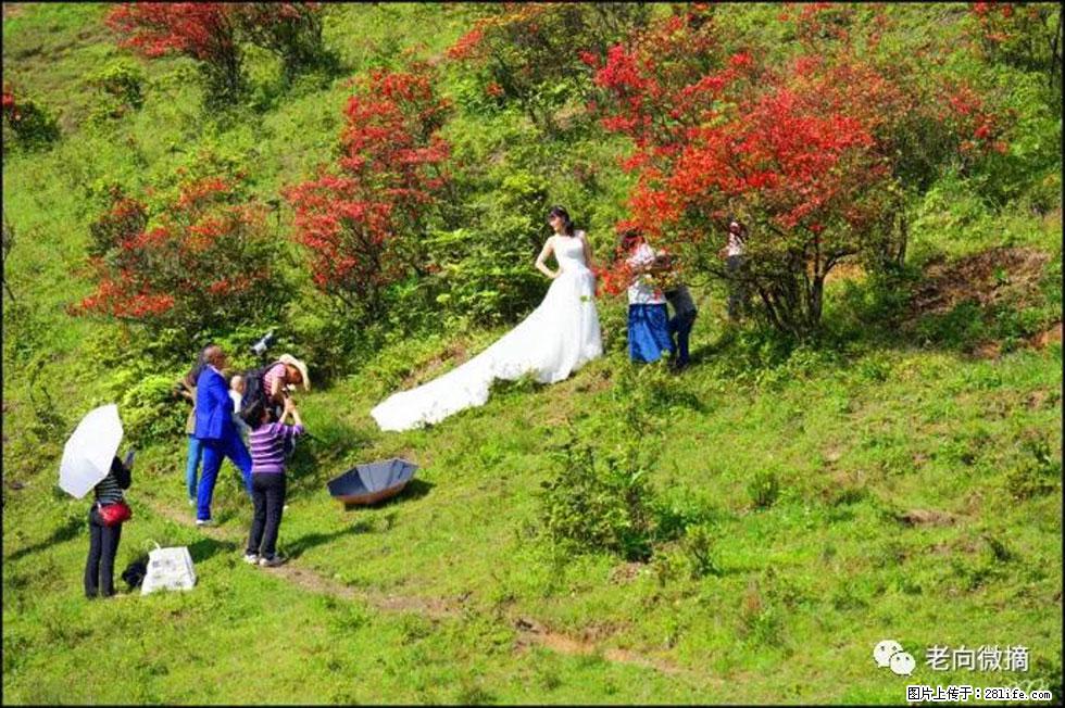 【春天,广西桂林灌阳县向您发出邀请!】宝盖山上映山红 - 游山玩水 - 朝阳生活社区 - 朝阳28生活网 cy.28life.net
