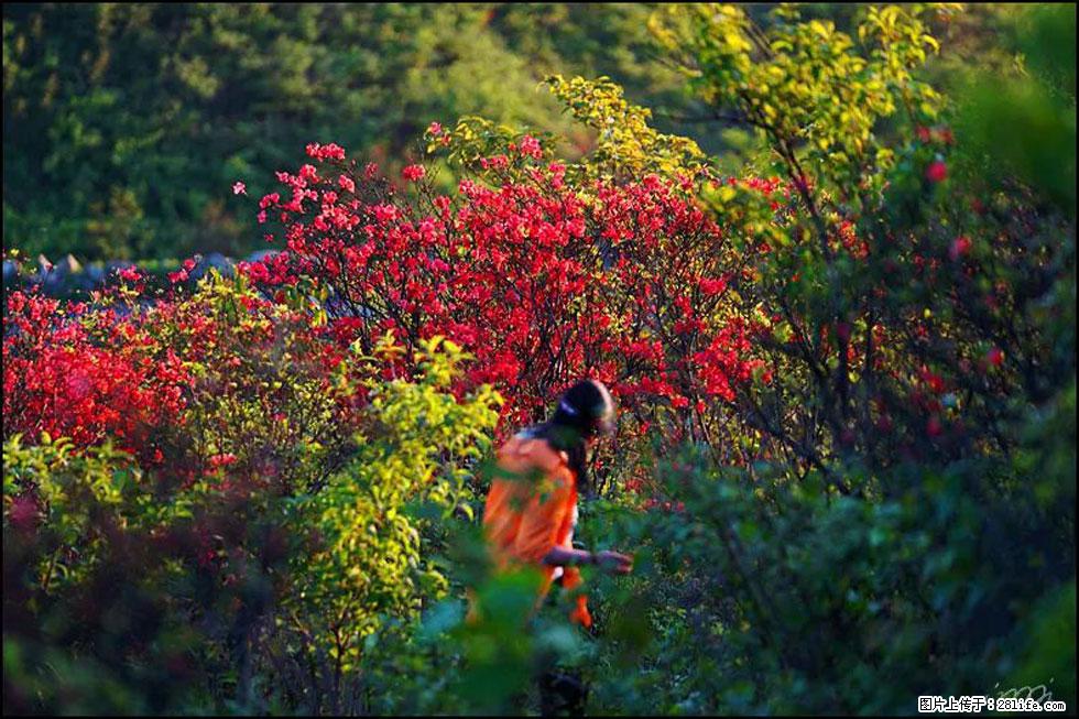 【春天,广西桂林灌阳县向您发出邀请!】春木界上映山红 - 游山玩水 - 朝阳生活社区 - 朝阳28生活网 cy.28life.net