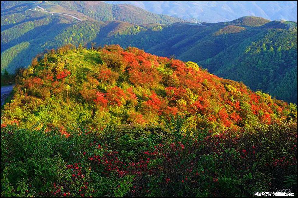 【春天,广西桂林灌阳县向您发出邀请!】春木界上映山红 - 游山玩水 - 朝阳生活社区 - 朝阳28生活网 cy.28life.net