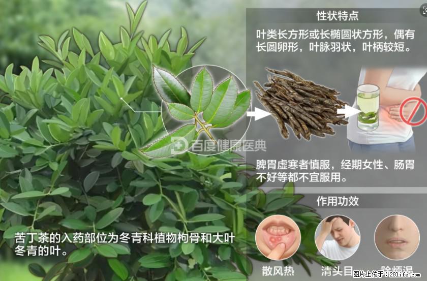 苦丁茶有哪些功效和作用 - 生活百科 - 朝阳生活社区 - 朝阳28生活网 cy.28life.net