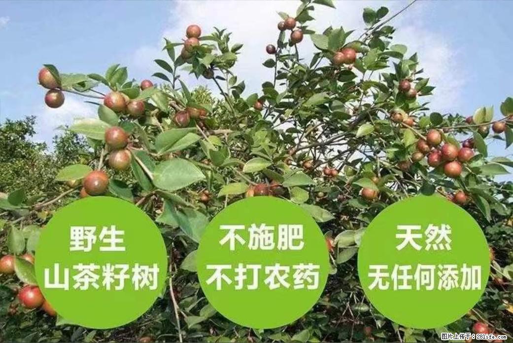 【灌阳县油茶产业示范区】一个有着充实的精神生活的人,对待身外之物自会有一种淡泊的态度 - 土特产 - 饮食特产 - 朝阳分类信息 - 朝阳28生活网 cy.28life.net