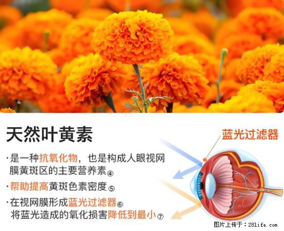 叶黄素有什么功效和作用 - 生活百科 - 朝阳生活社区 - 朝阳28生活网 cy.28life.net
