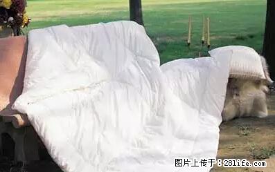 被子有异味？只要这样做，比晒太阳还强100倍！ - 家居生活 - 朝阳生活社区 - 朝阳28生活网 cy.28life.net