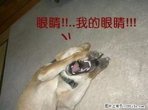 笑癫了！一女的怀孕三年未生，他终于忍不住了... - 娱乐八卦 - 朝阳生活社区 - 朝阳28生活网 cy.28life.net