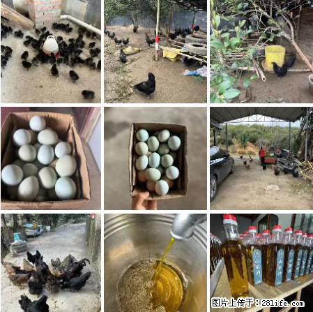 油茶园从小鸡仔开始养起的纯土鸡、土鸡蛋可以预定啦！还有前几天刚榨的纯山茶油哦 - 土特产 - 饮食特产 - 朝阳分类信息 - 朝阳28生活网 cy.28life.net