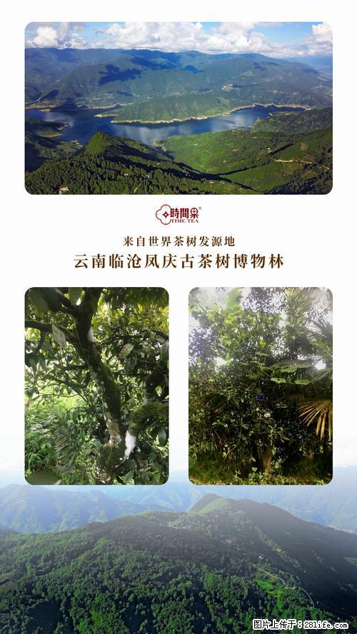 时间果百年古树2025年春红茶 - 购物交流 - 朝阳生活社区 - 朝阳28生活网 cy.28life.net