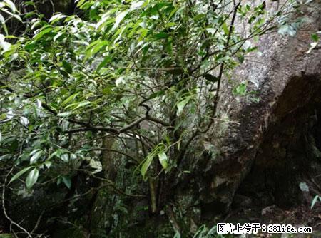 平乐石崖茶，珍贵仅次于金花茶 - 朝阳生活资讯 - 朝阳28生活网 cy.28life.net