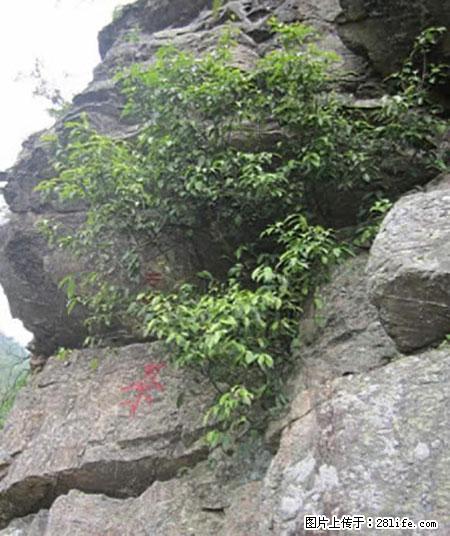 平乐石崖茶，珍贵仅次于金花茶 - 朝阳生活资讯 - 朝阳28生活网 cy.28life.net
