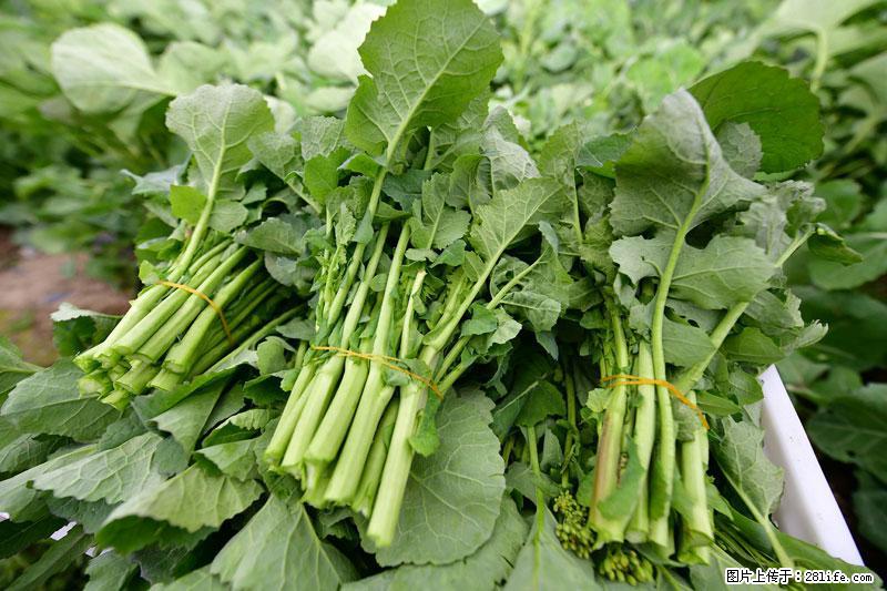 这些蔬菜是“天然钙片”，这6种被医生重点推荐 - 朝阳生活资讯 - 朝阳28生活网 cy.28life.net